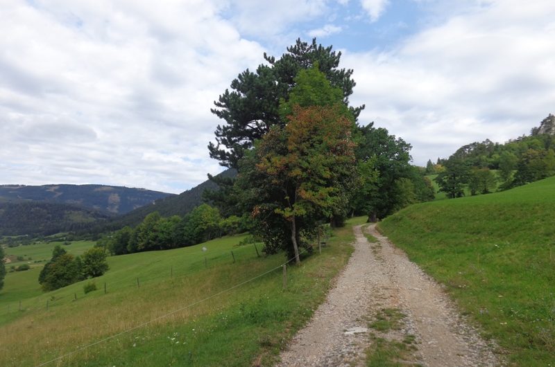 Auf dem Grünbacher Sattel