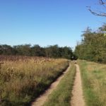 Forstweg hinter Wendlingerhof