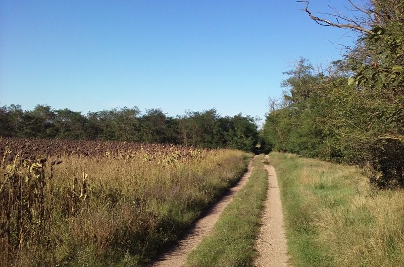 Forstweg hinter Wendlingerhof