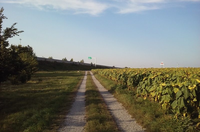 Sonnenblumen an der Autobahn