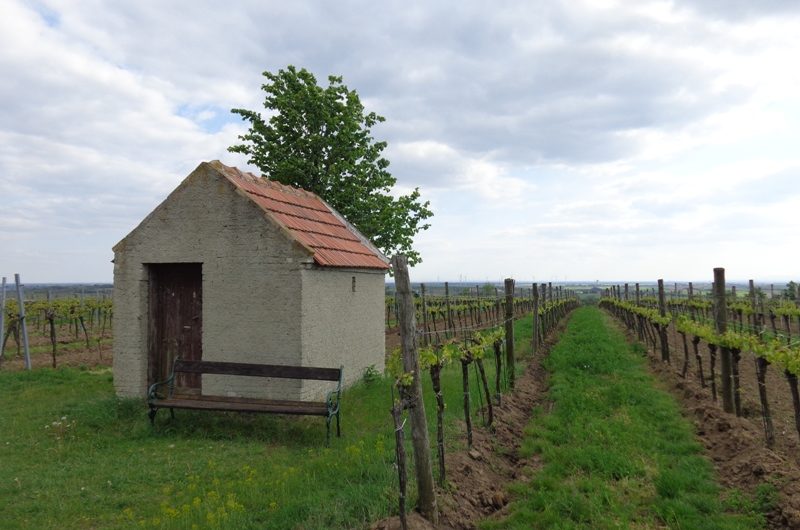 Weinberghütte bei Matzen