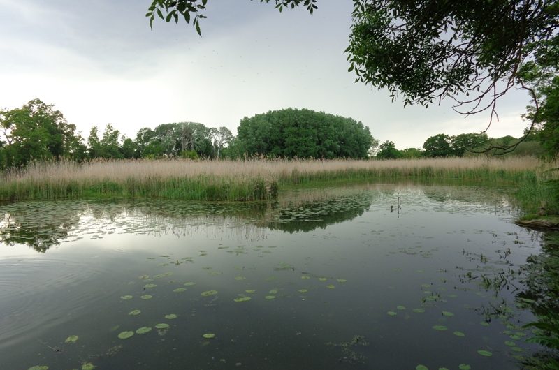 Auwasser bei Marchegg