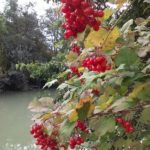 Vogelbeeren am Marchfeldkanal