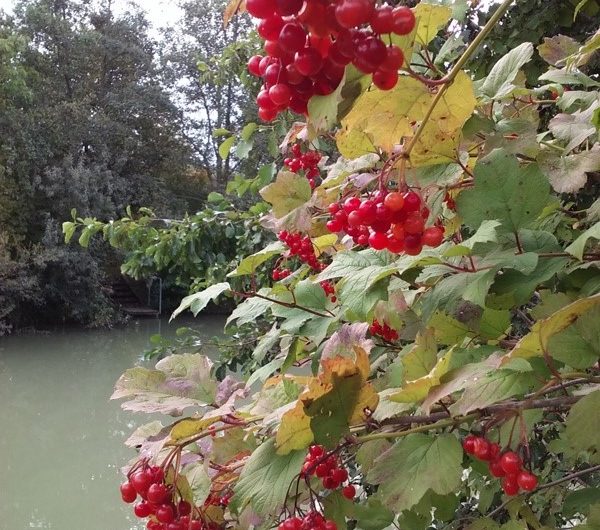 Vogelbeeren am Marchfeldkanal