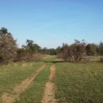 Wacholderheide Obersiebenbrunn