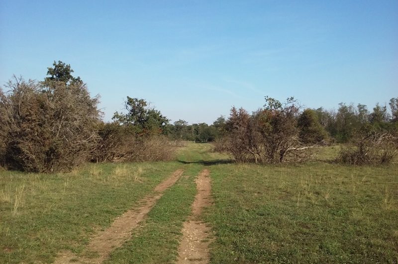 Wacholderheide Obersiebenbrunn