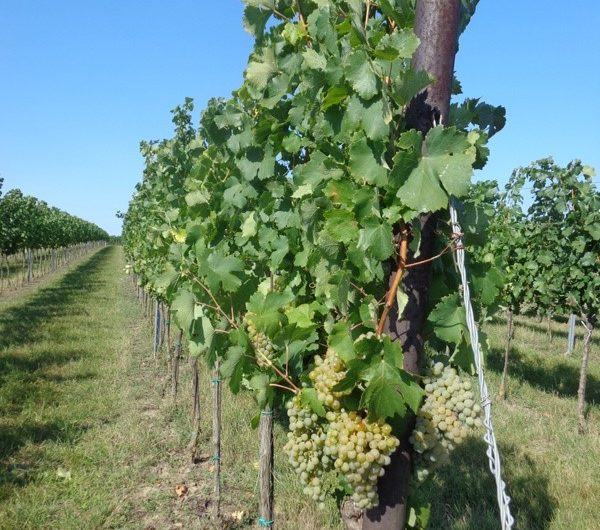 Weinstöcke bei Ebenthal