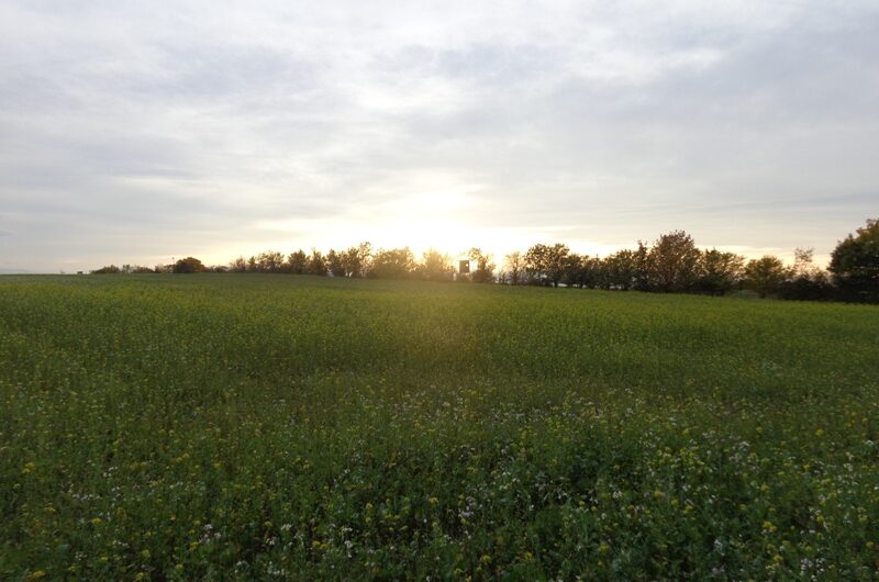 Sonnenuntergang am Detzenberg