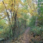 Herbst am Wolkersdorfer Walderlebnisweg