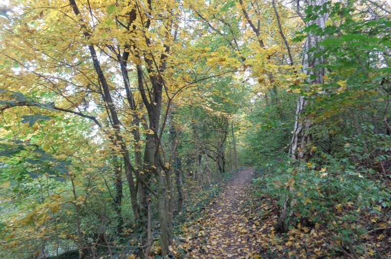 Herbst am Wolkersdorfer Walderlebnisweg