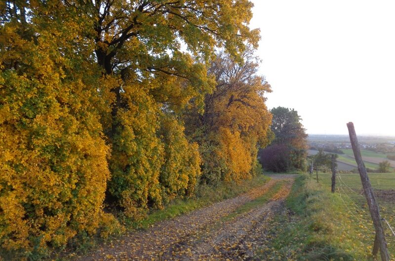 Herbstwanderung am Detzenberg