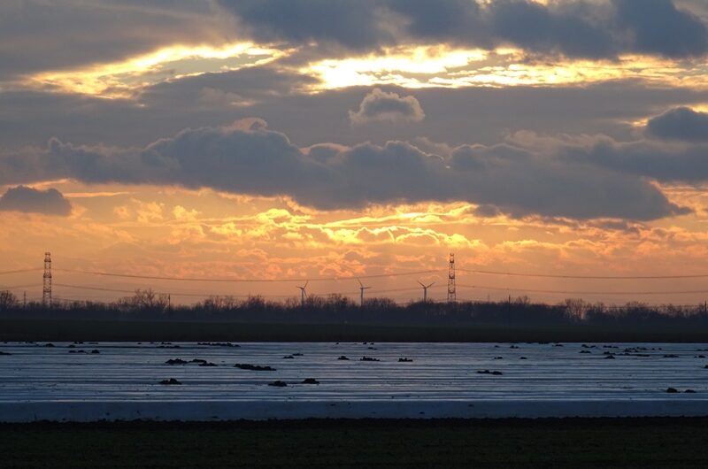 Spargel im Sonnenuntergang