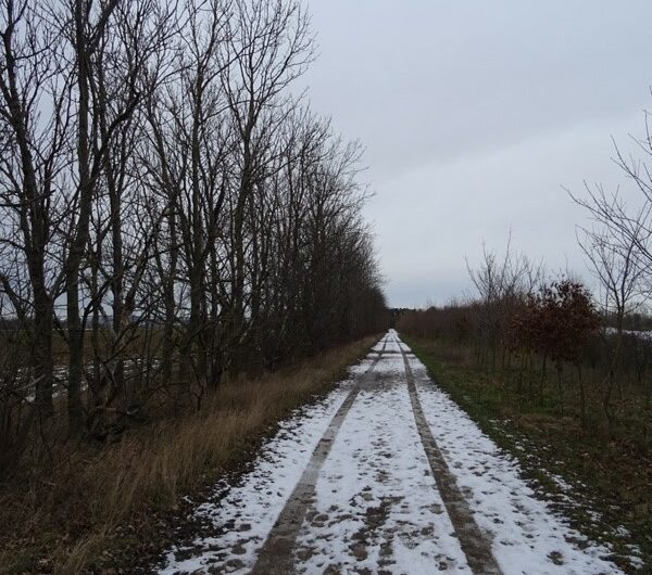 Verschneiter Weg am Golfplatz