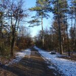 Winter im Wagramer Wald