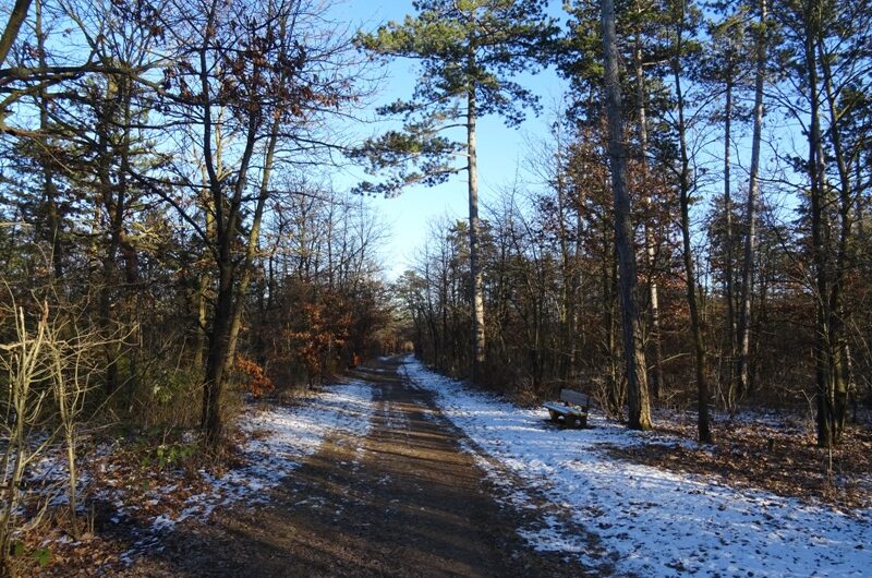 Winter im Wagramer Wald