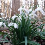 Schneeglöckchen bei Orth an der Donau