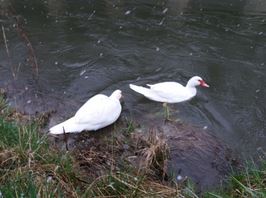 Schnee Mitte März