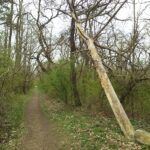 Schiefer Baum bei Helmahof