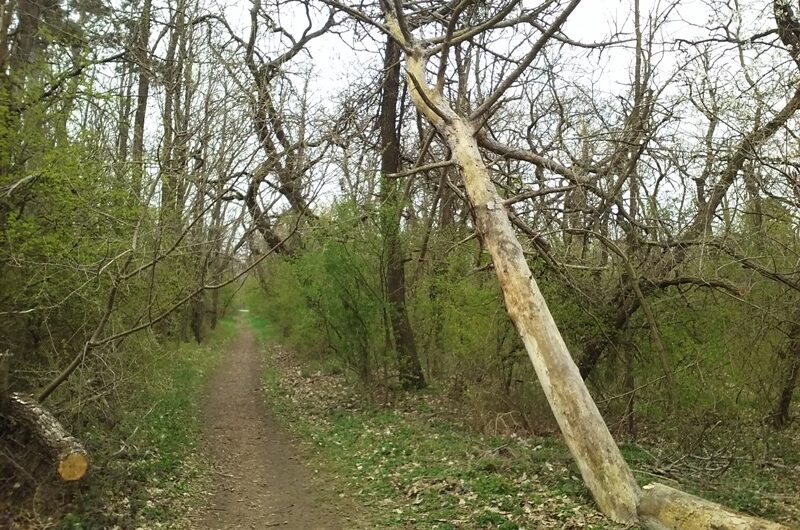 Schiefer Baum bei Helmahof