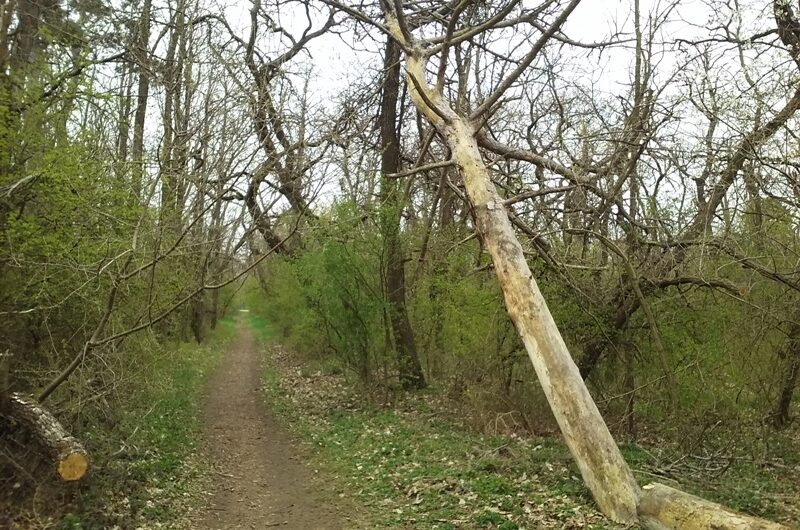 Schiefer Baum bei Helmahof