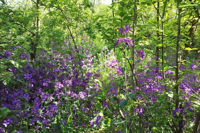 Wagramer Wald