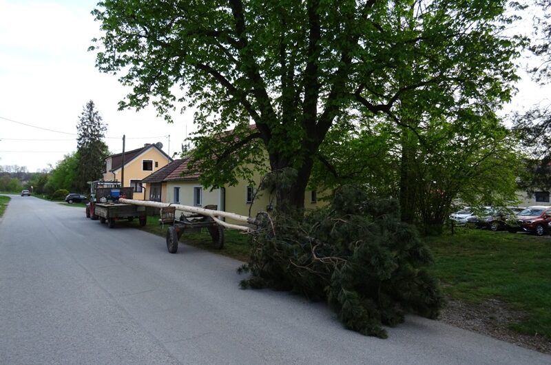 Maibaum Nexing