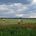 Mohnblumen beim Stallingerfeld