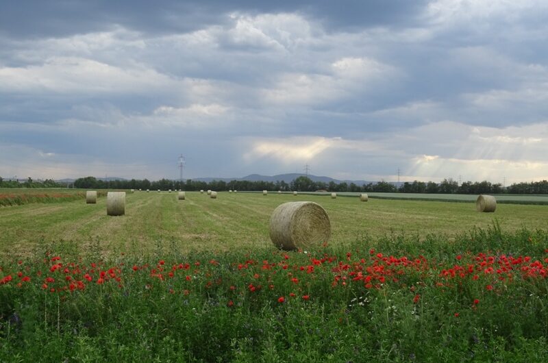 Mohnblumen beim Stallingerfeld