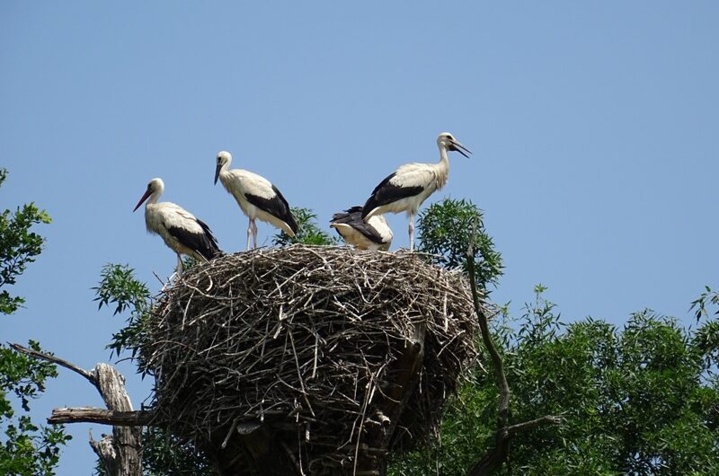 Störche in Marchegg