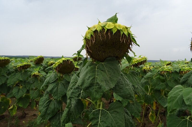 Sonnenblume bei Riedenthal