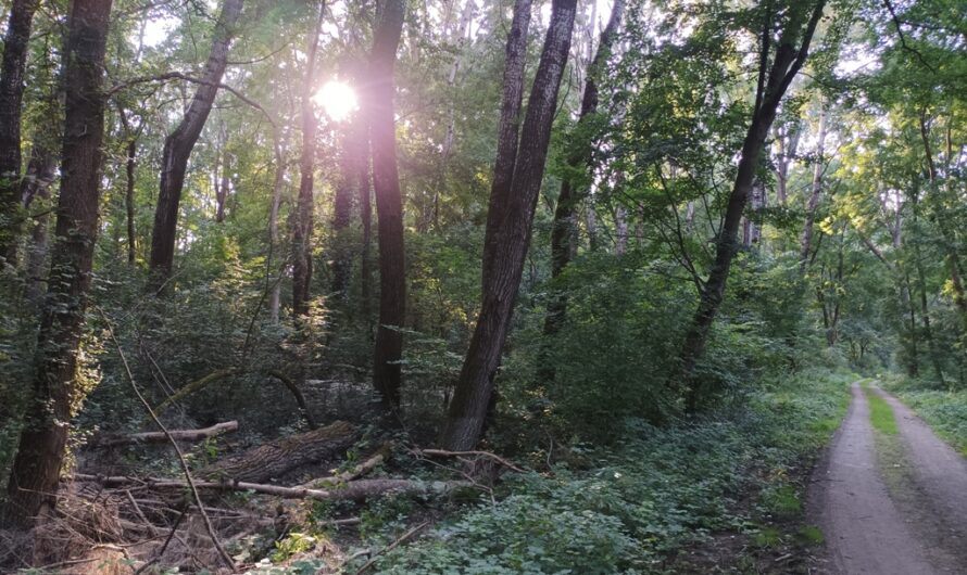 Rundweg im Auwald bei Orth