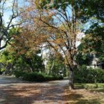 Herbst im Matznerpark