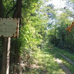 Waldweg hinterm Sportplatz