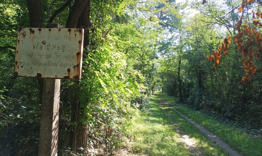 Waldweg hinterm Sportplatz