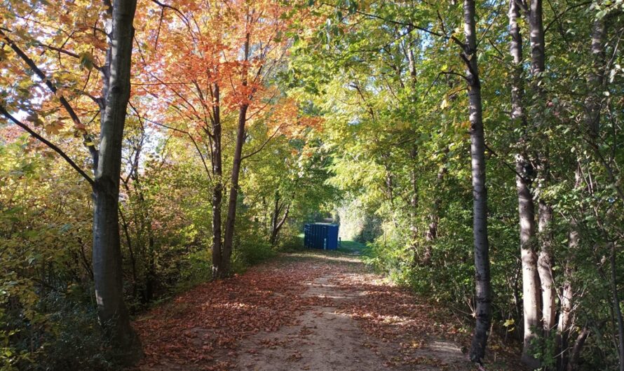 Herbst beim blauen Container