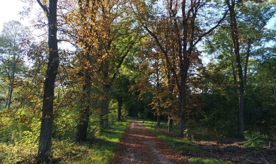 Herbst im Hochleithenwald