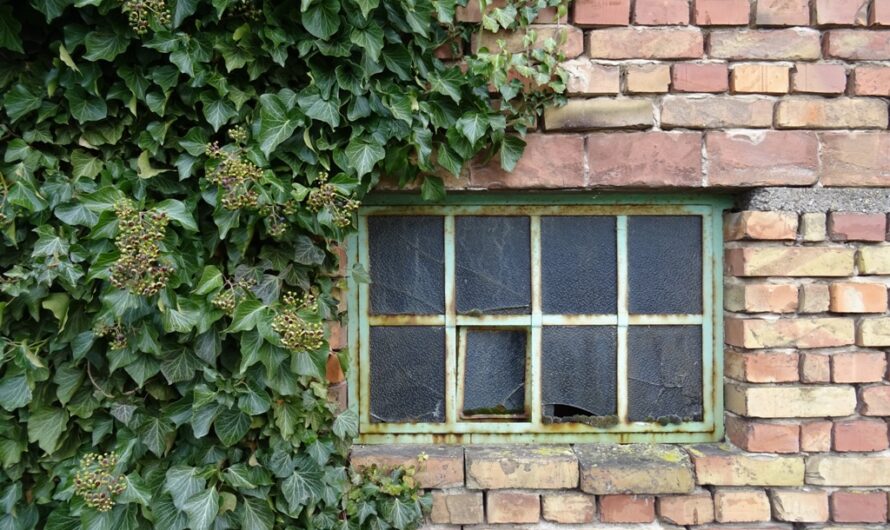 Wein vor dem Fenster