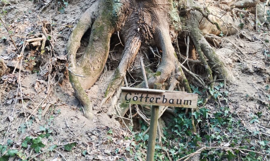 Götterbaum