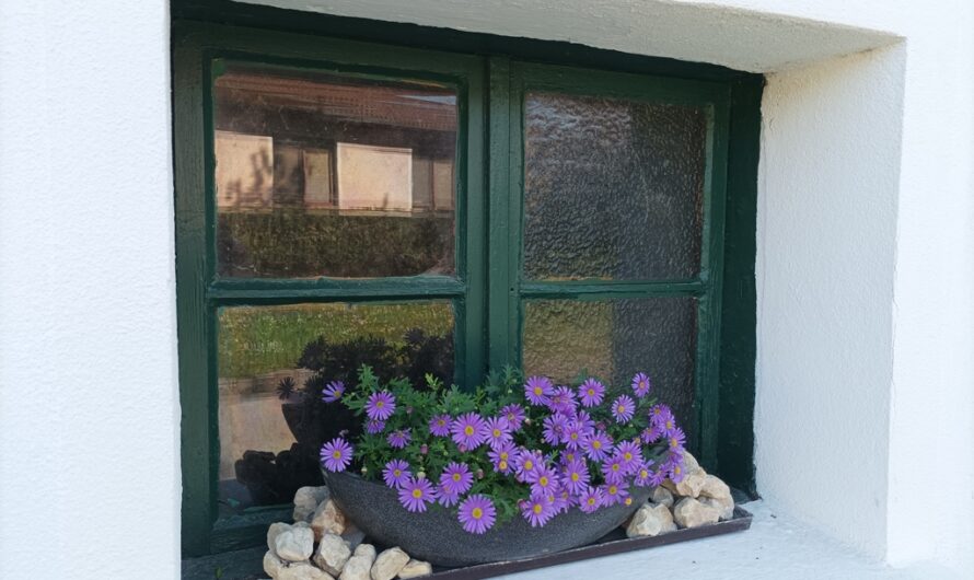 Blumen am Fenster