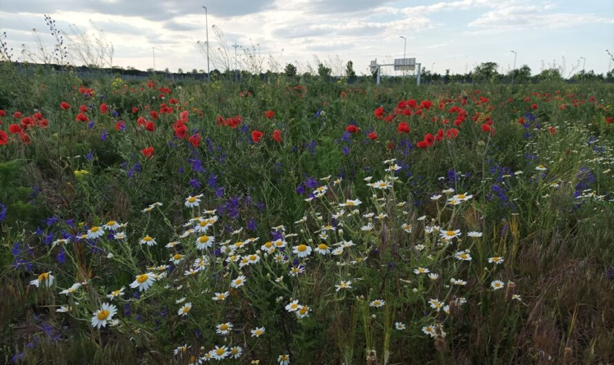 Blumen an der S1