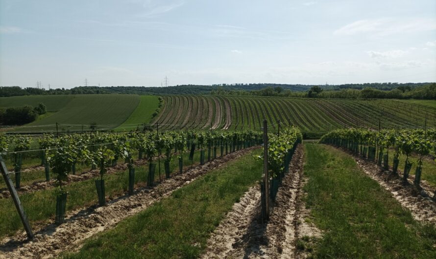 Weinberge am Haspelberg