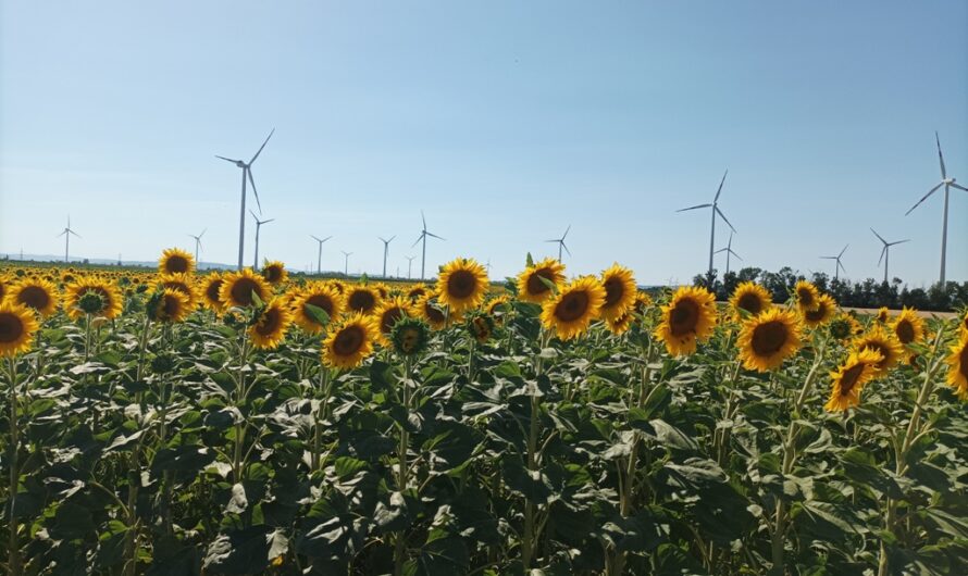 Marchfelder Sonnenblumen