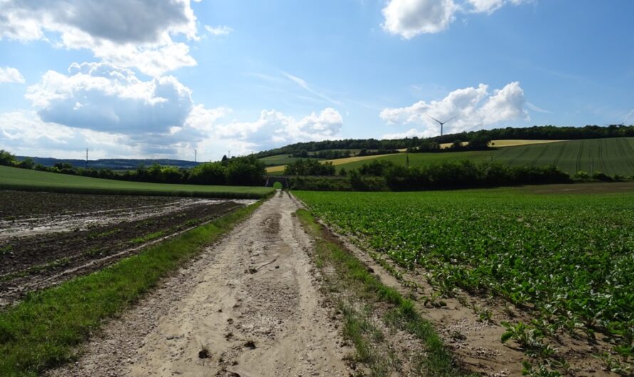 Steinbergweg bei Neubau-Kreuzstetten