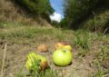 Äpfel am Marterlweg