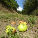 Äpfel am Marterlweg