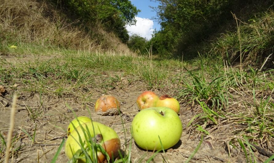 Äpfel am Marterlweg