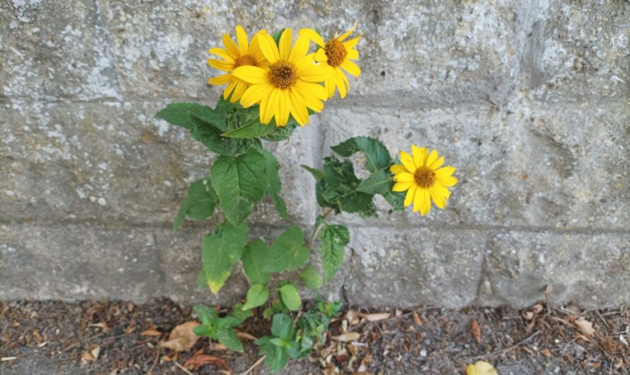 Blumen an der Hauswand