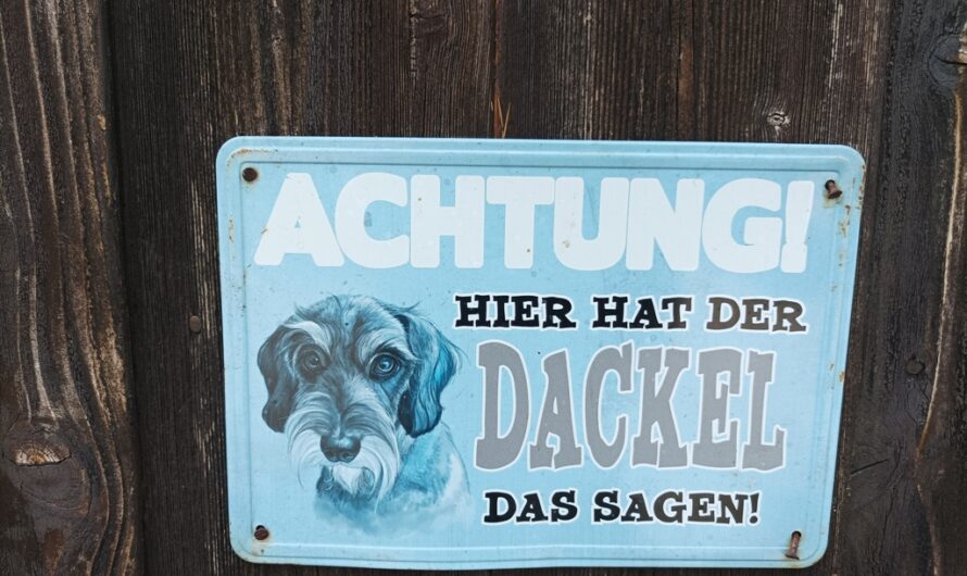 Dackel hat das Sagen