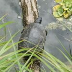 Fette Schildkröte unterwegs