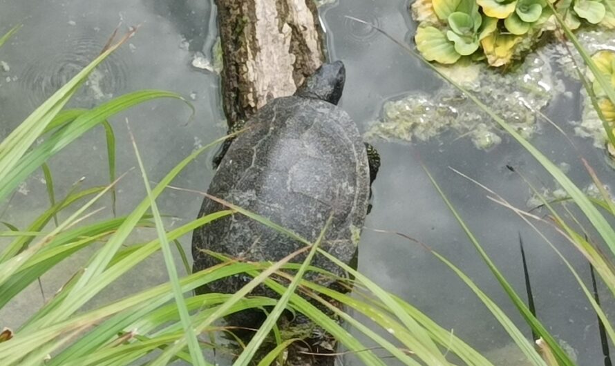 Fette Schildkröte unterwegs